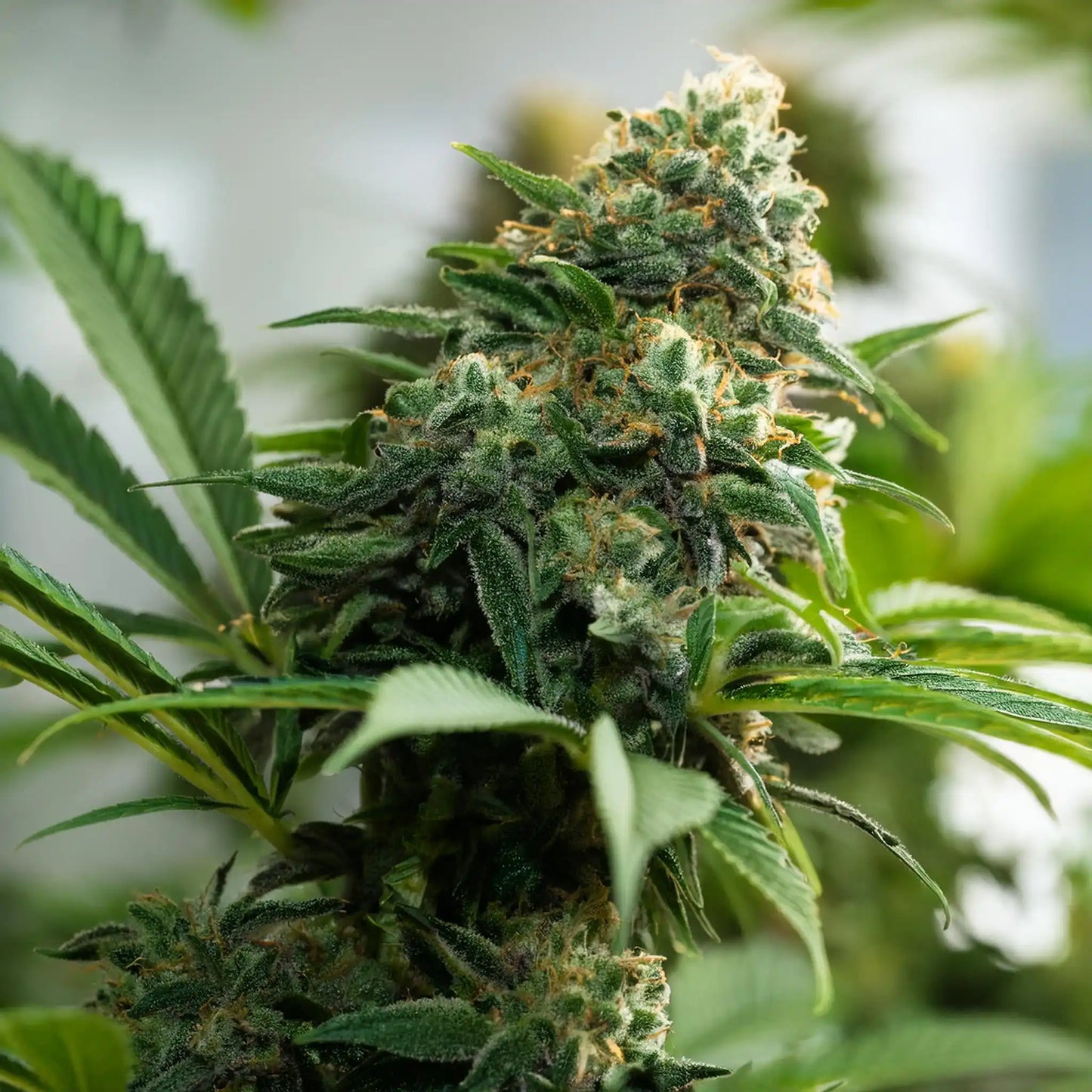Birthday Cake THCA Hemp Flower – Exotic Indoor Grown (AAA-Grade) – AAA-grade, indoor-grown hand-trimmed cannabis buds – detail view | Hurcann
