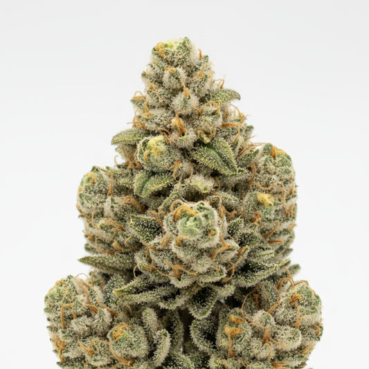 Pineapple Ex showcases vibrant lime-green buds covered in golden trichomes and fiery orange hairs