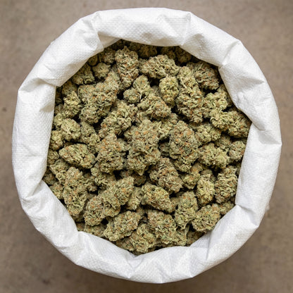 Bulk White Widow CBD flower presented in large-volume packaging, prepared for wholesale distribution. Carefully handled to maintain freshness, structure and consistency across the entire batch.