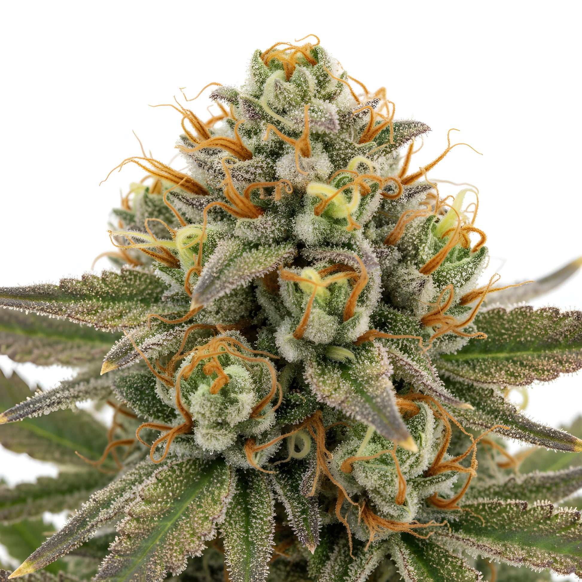 Zoom close-up image of Vanilla Berry THCA hemp flower AA grade, highlighting heavy trichome coverage and rich purple coloration