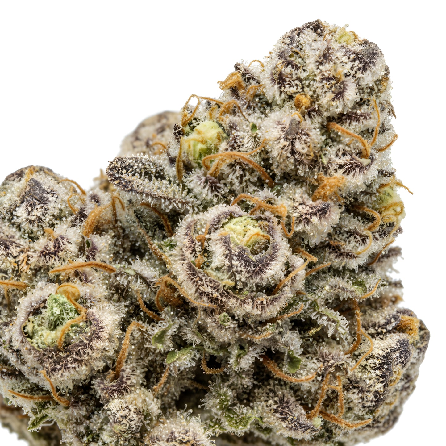 Close up zoom image of Ghosted THCA flower hybrid AAA grade, highlighting icy trichomes, pale green coloration, orange pistils, and smooth vanilla cream and citrus terpene profile