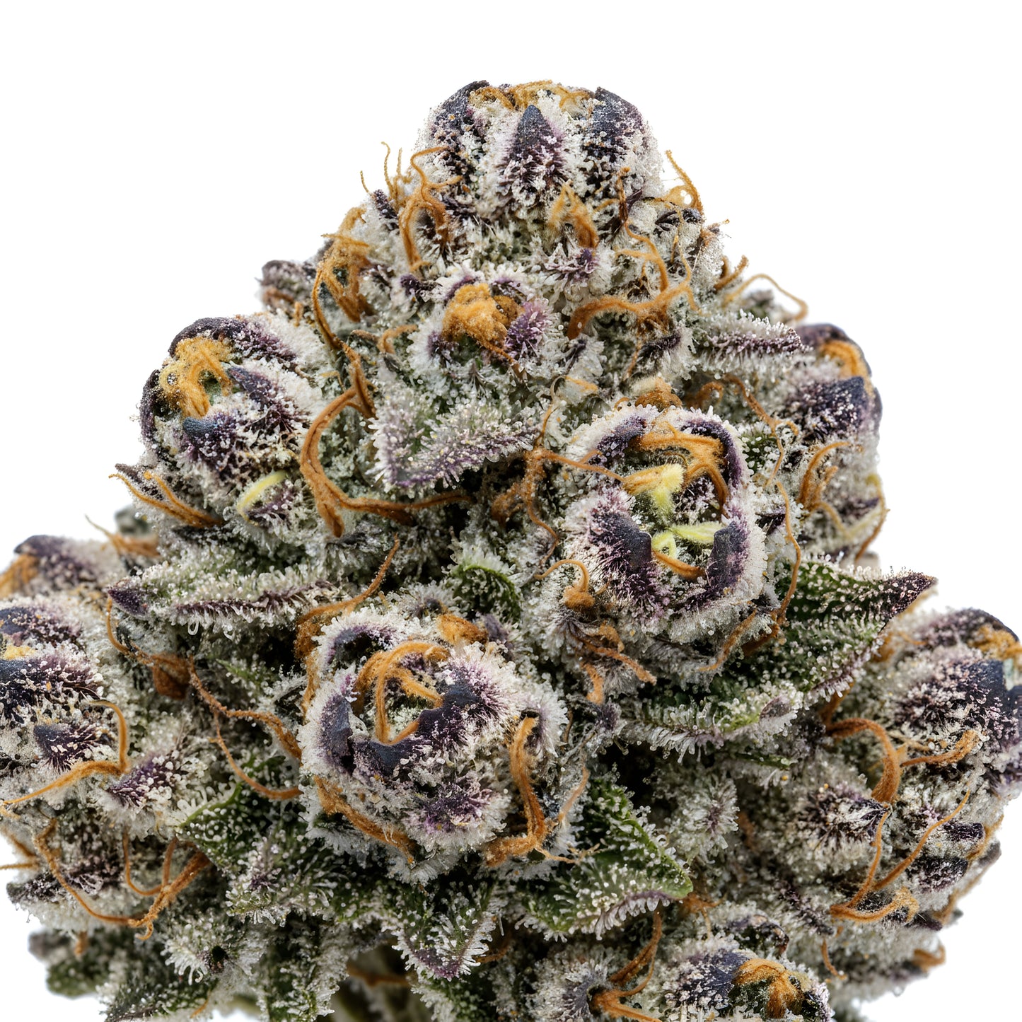 Close up zoom image of Super Boof THCA flower hybrid AAA grade, highlighting thick trichomes, purple coloration, orange hairs, and candy citrus cookie terpene profile