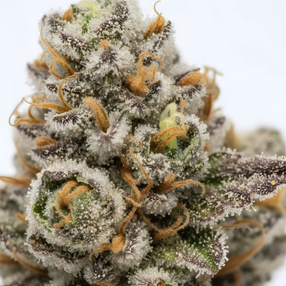 Close up zoom image of Windu THCA flower AA grade, highlighting frosty trichomes, vibrant green coloration, and fresh pine mint terpene profile.