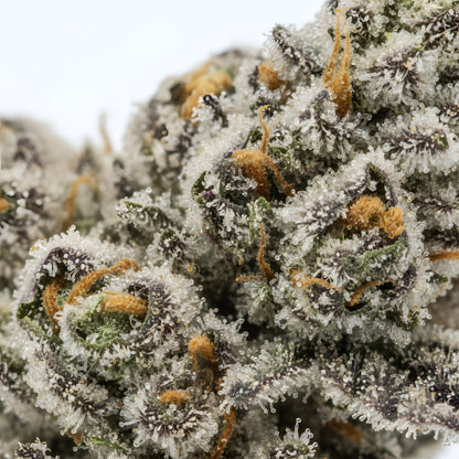 Close up zoom image of Oreoz Blizzard THCA flower AAA grade, highlighting heavy crystal coverage, dark purple hues, and dessert style terpene profile