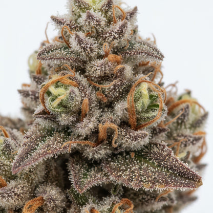 With a prism of green, purple, and orange, coated in a dense trichome layer.