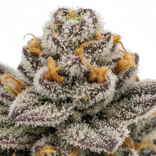 A mix of skunk, pine, and citrus rind, layered over a woody backbone.