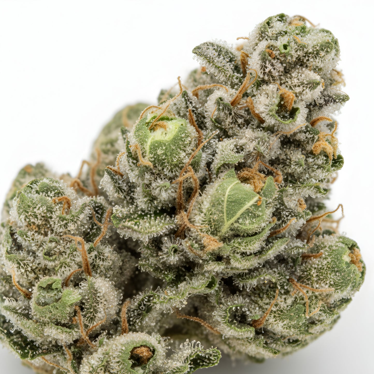 Close up zoom image of Jokerz THCA flower AA grade, highlighting thick trichome coverage, rich purple hues, and creamy diesel terpene profile