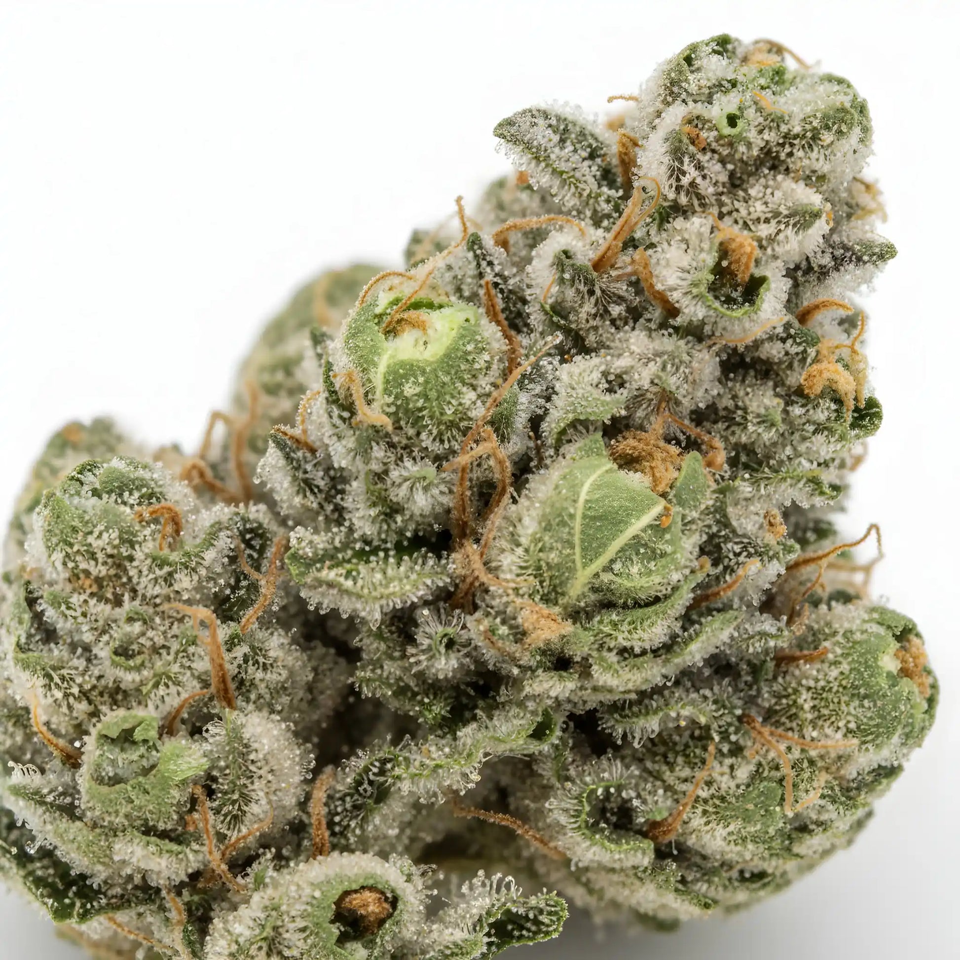 Close up zoom image of Jokerz THCA flower AA grade, highlighting thick trichome coverage, rich purple hues, and creamy diesel terpene profile | Hurcann