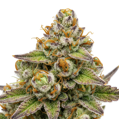 Close up zoom image of Strawberry Cherry THCA flower hybrid AAA grade, highlighting sparkling trichomes, red pistils, and juicy berry citrus terpene profile