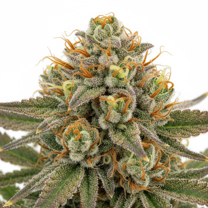 The combination feels like a sweet dessert — rich, velvety, and deeply satisfying.