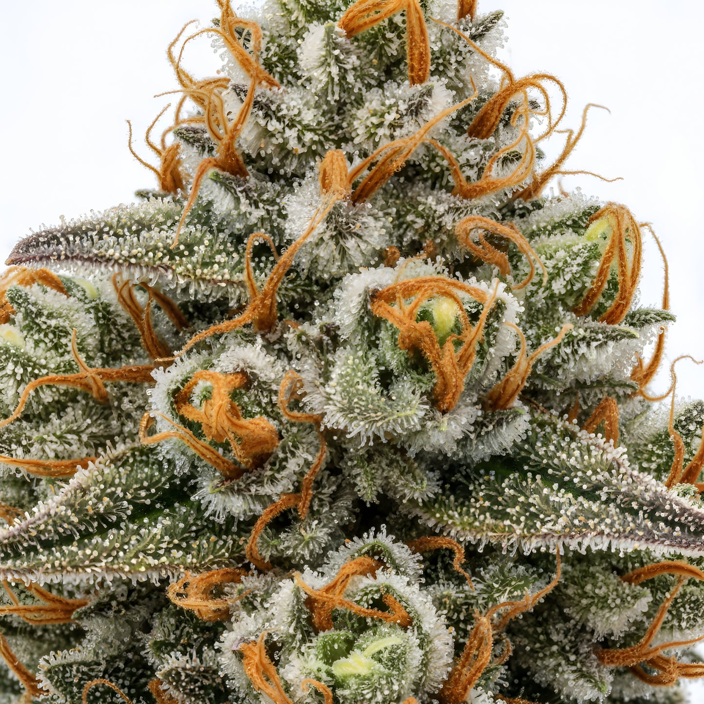 Close up zoom image of Oh La La THCA flower hybrid AAA grade, highlighting crystal trichomes, pink and violet tones, and floral dessert terpene profile
