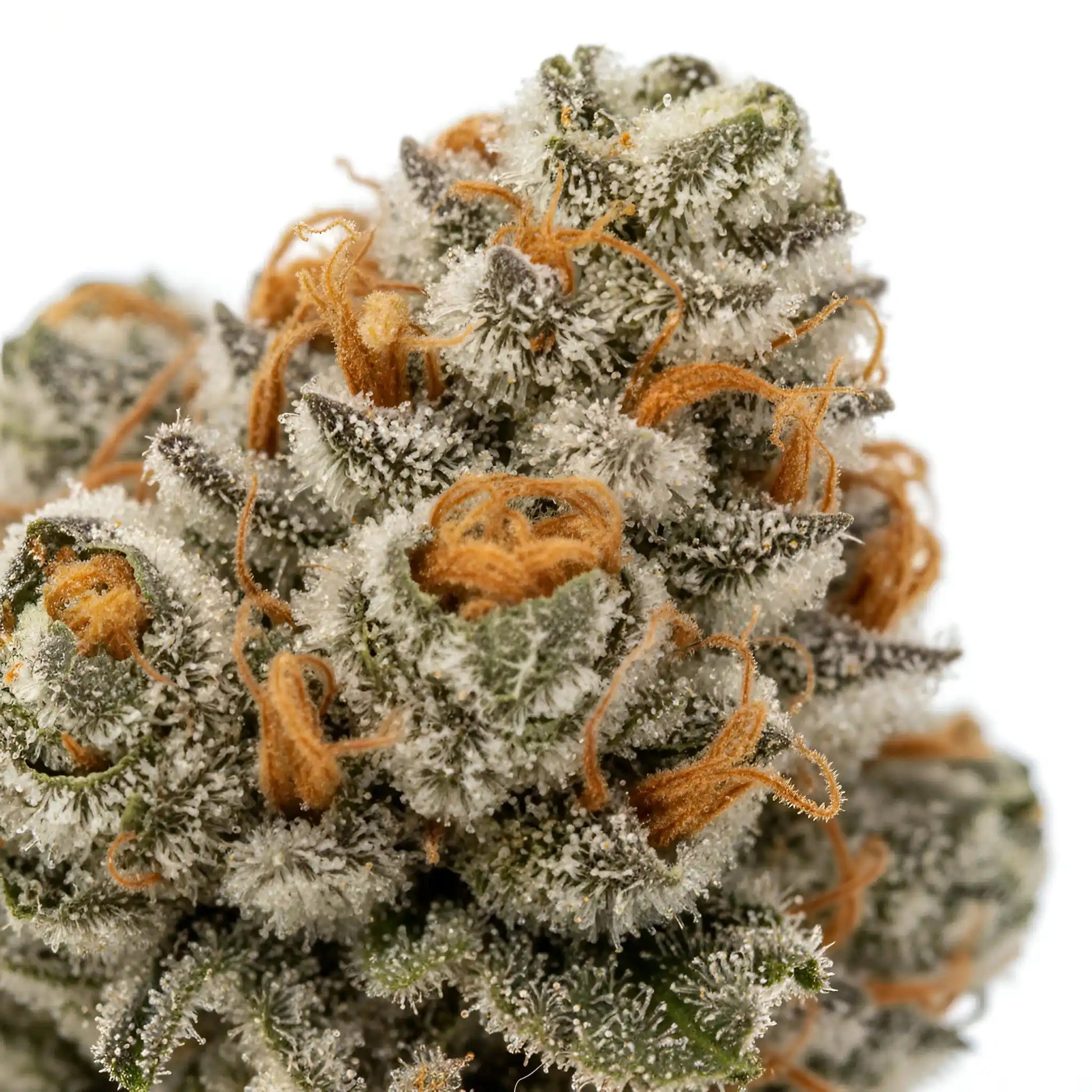 Close up zoom image of Ghosted THCA flower hybrid AAA grade, highlighting icy trichomes, pale green coloration, orange pistils, and smooth vanilla cream and citrus terpene profile | Hurcann