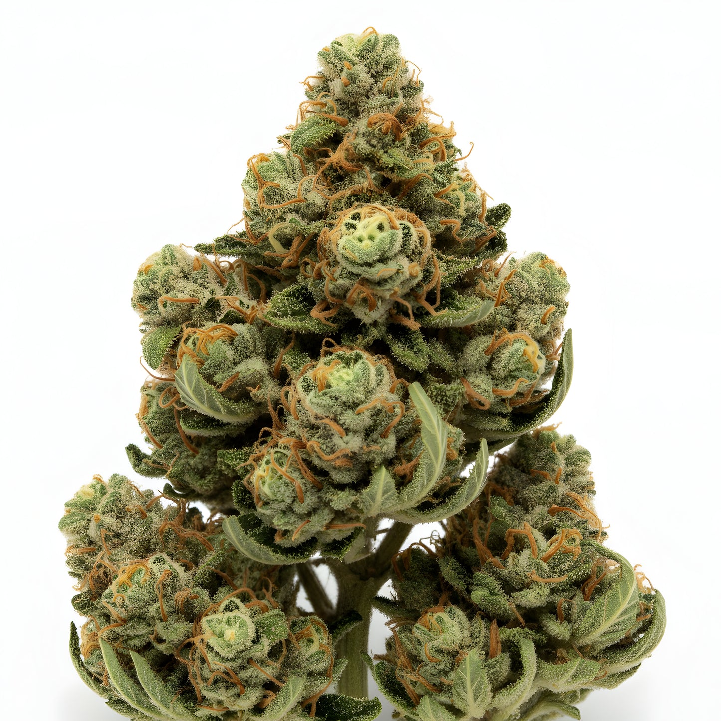 Zoomed image of Jet Fuel THCA hemp flower sativa-dominant hybrid A-Grade, highlighting frosty trichomes and fuel-forward appearance