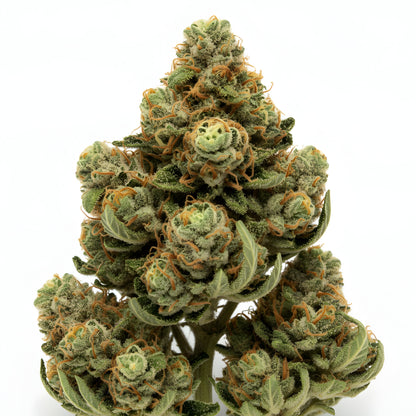 Zoomed image of Jet Fuel THCA hemp flower sativa-dominant hybrid A-Grade, highlighting frosty trichomes and fuel-forward appearance