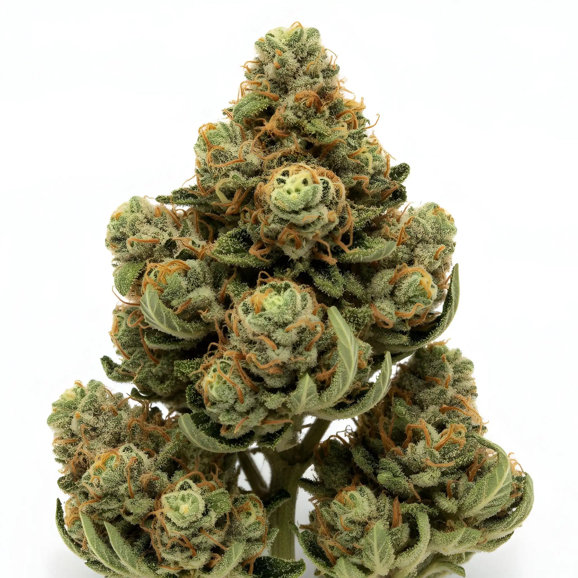 Zoomed image of Jet Fuel THCA hemp flower sativa-dominant hybrid A-Grade, highlighting frosty trichomes and fuel-forward appearance | Hurcann