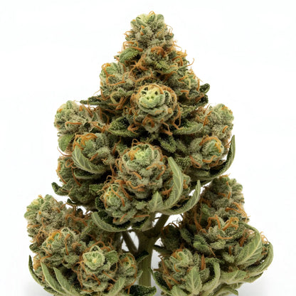 Zoomed image of Jet Fuel THCA hemp flower sativa-dominant hybrid A-Grade, highlighting frosty trichomes and fuel-forward appearance | Hurcann