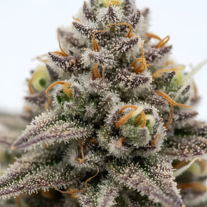 Close up zoom image of Plant Sherb THCA flower AA grade, highlighting sticky trichomes, vibrant purple hues, and creamy berry citrus terpene profile