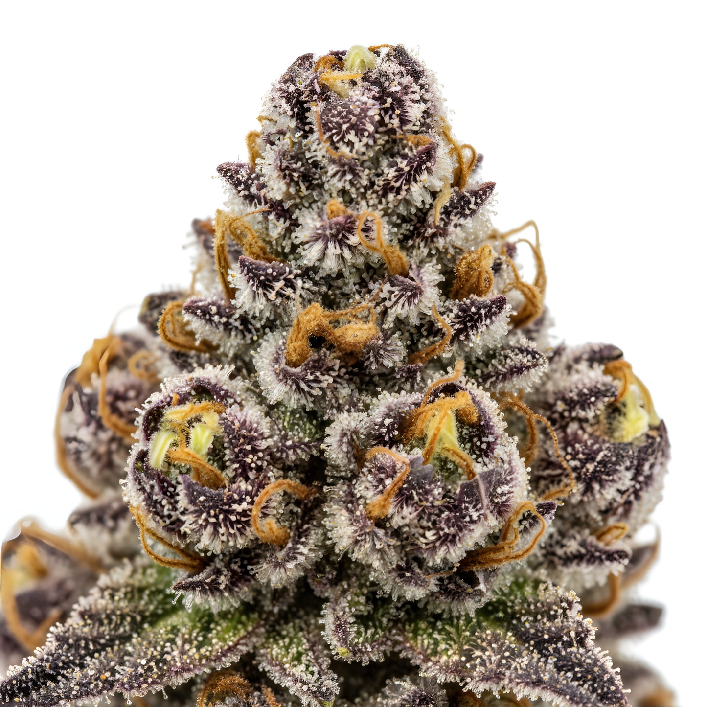 Close up zoom image of Grape Cherry Gelato THCA flower hybrid AAA grade, highlighting dense trichomes, violet accents, orange pistils, and dessert style terpene profile