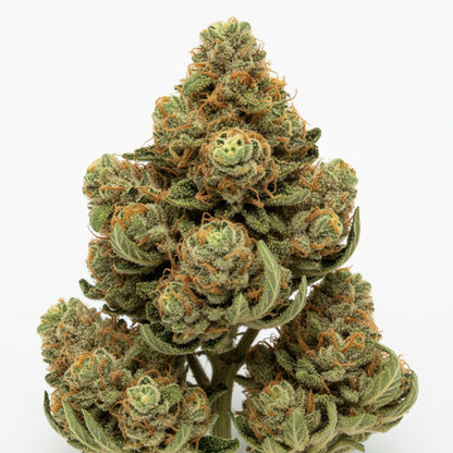 Diesel-forward with smooth lemon and pine tones on the exhale