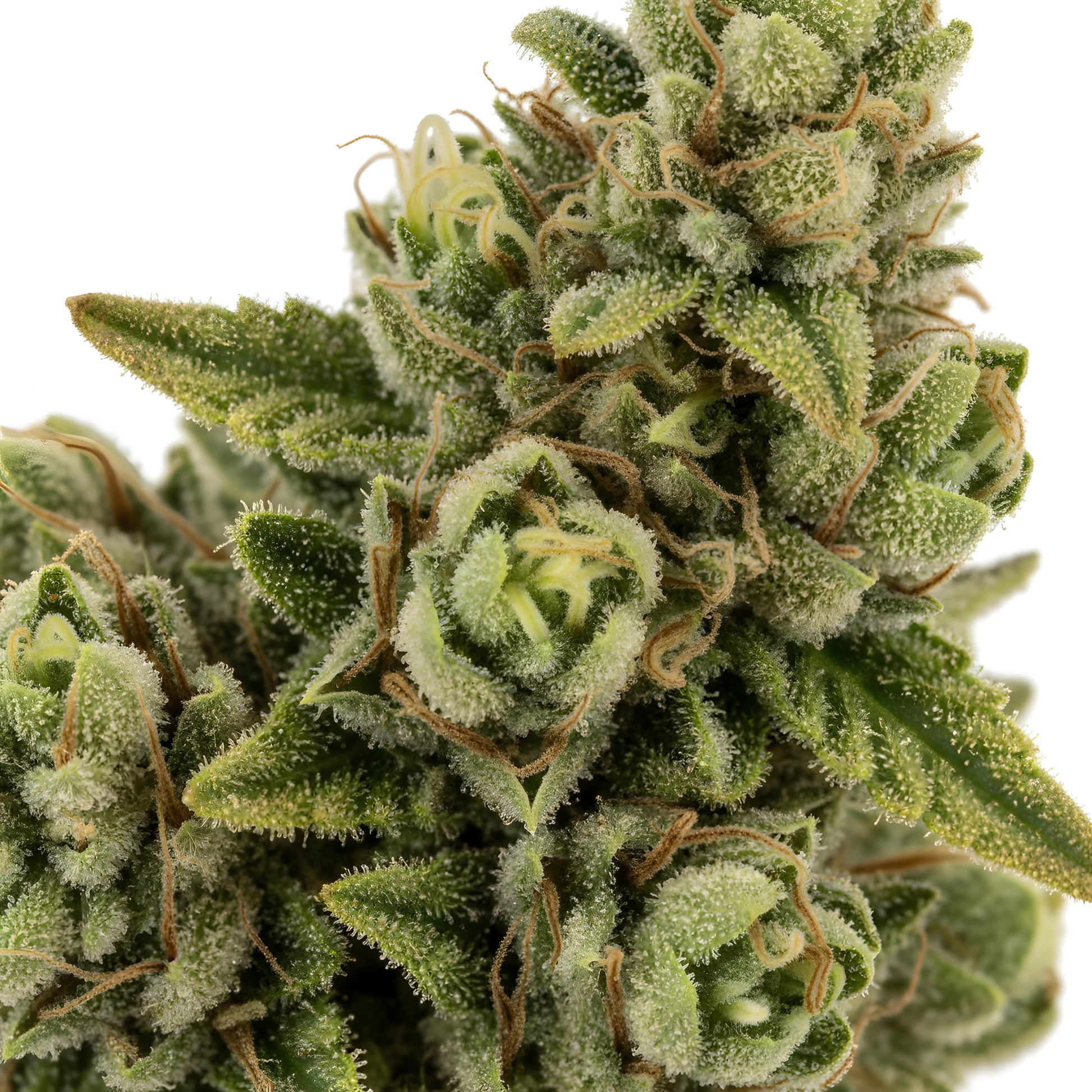 Zoom close-up of Yellow Tail THCa Hemp Flower highlighting sunlit trichomes, lime-green buds, fine orange pistils, and terpene-rich sativa-dominant structure