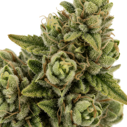 Zoom close-up of Yellow Tail THCa Hemp Flower highlighting sunlit trichomes, lime-green buds, fine orange pistils, and terpene-rich sativa-dominant structure