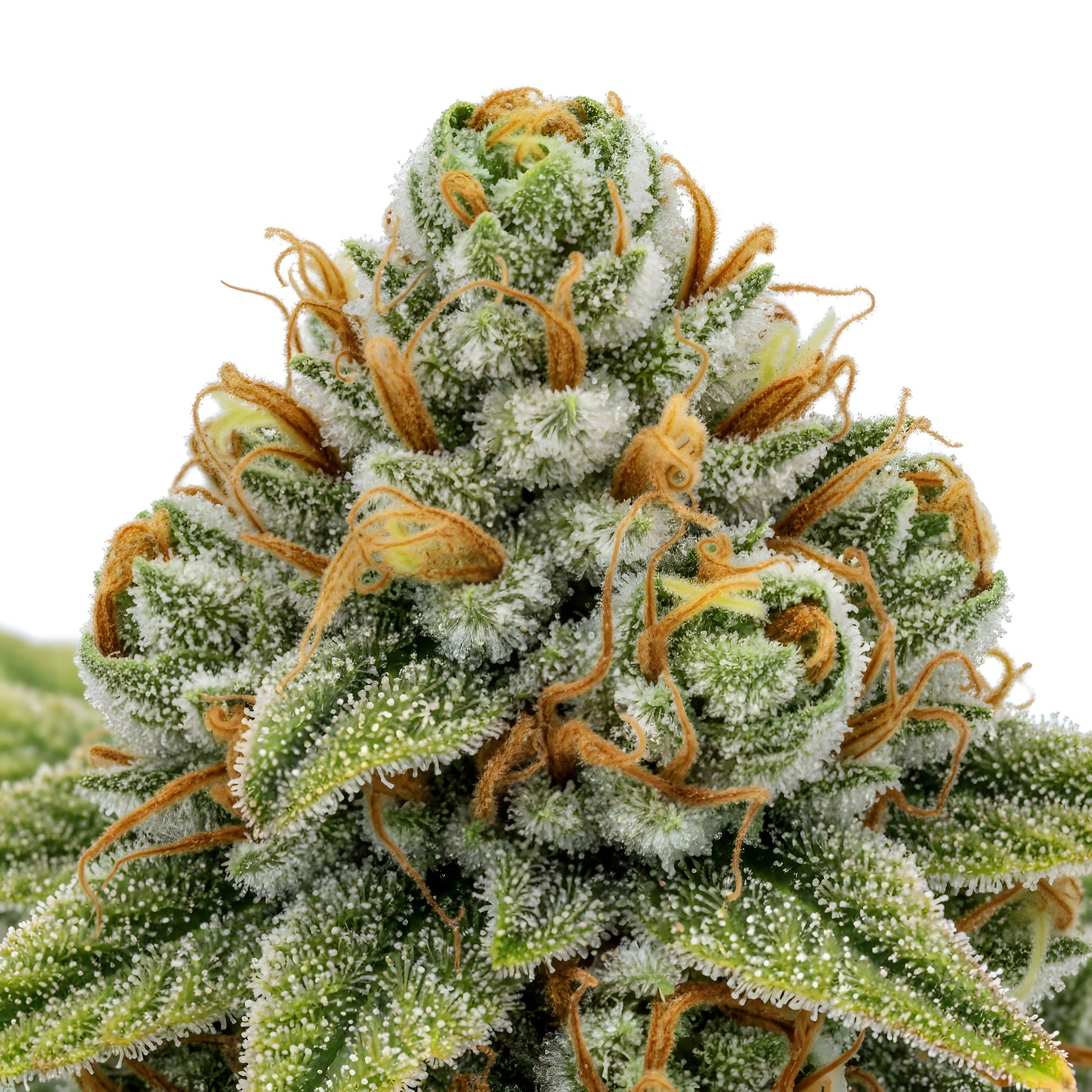 Close up zoom image of King Kong Killer THCA flower AAA grade, highlighting thick trichome coverage, dark green coloration, amber pistils, and gassy diesel terpene profile