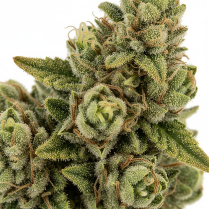 It’s zesty, fruity, and invigorating.