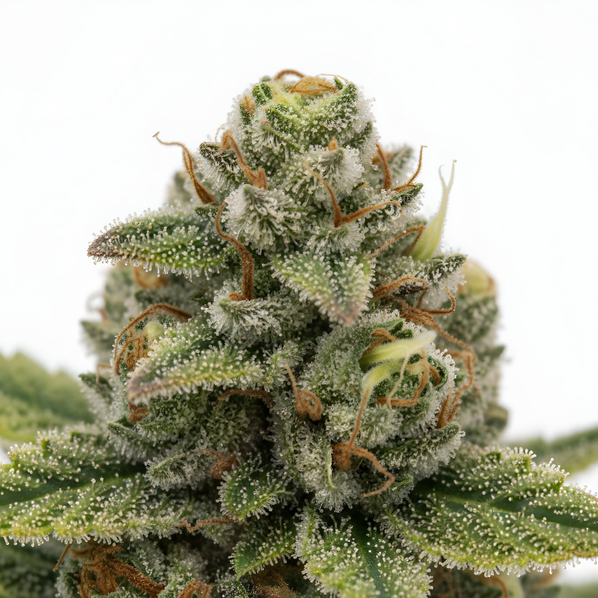 Close up zoom image of Gary Eyes THCA flower AA grade, highlighting crystal trichome coverage, purple accents, and premium indoor trim