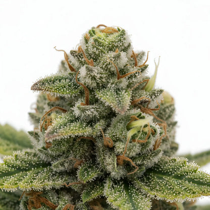Close up zoom image of Gary Eyes THCA flower AA grade, highlighting crystal trichome coverage, purple accents, and premium indoor trim | Hurcann