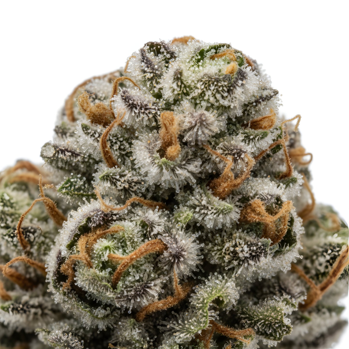 Close up zoom image of Rainbow Reserve THCA flower hybrid AAA grade, highlighting dense crystal trichomes, bright purple and orange accents, and bold pineapple berry citrus terpene profile