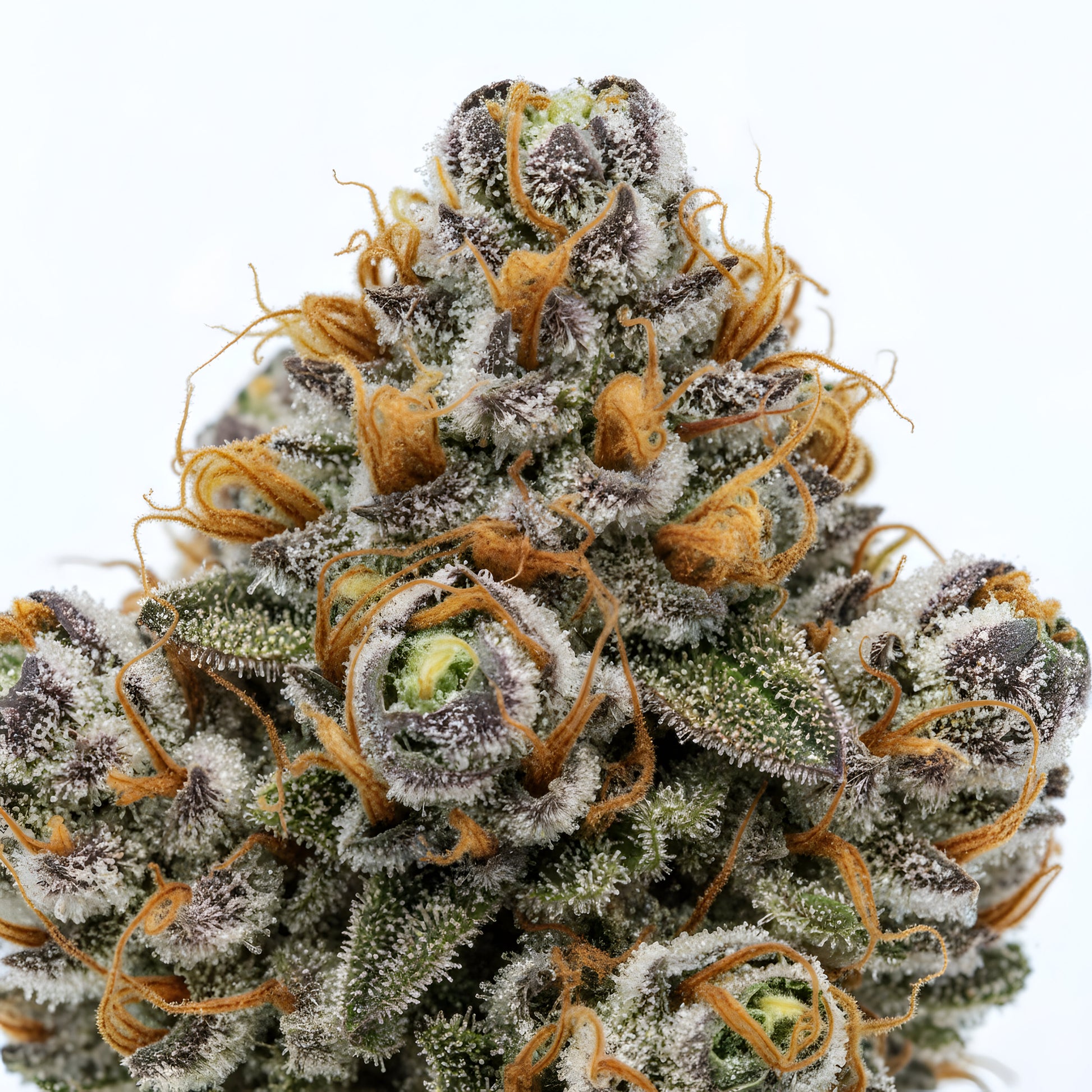 Close up zoom image of Texas Pound Cake THCA flower AAA grade, highlighting frosty trichomes, purple green coloration, and dessert style terpene profile