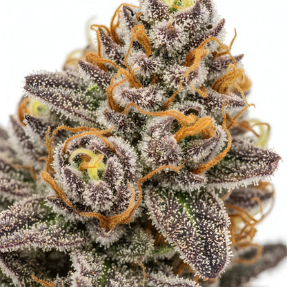 Zoom close-up of Cadillac Rainbow THCa Hemp Flower highlighting glittering trichomes, vibrant rainbow coloration, sticky resin texture, and terpene-rich AAA-grade structure | Hurcann