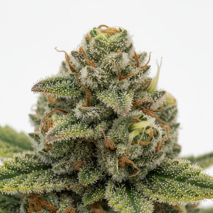 Gary Eyes is an indica-dominant AA strain appreciated for its relaxing and mood-enhancing effects