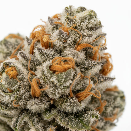 Glitter Bomb Is sugary and fruity on the inhale, finishing with floral notes and a slight skunky edge.