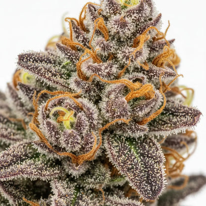 Cadillac Rainbow THCA Hemp Flower - Exotic Indoor Grown (AAA-Grade)- Wholesale – AAA-grade, indoor-grown hand-trimmed cannabis buds – detail view | Hurcann