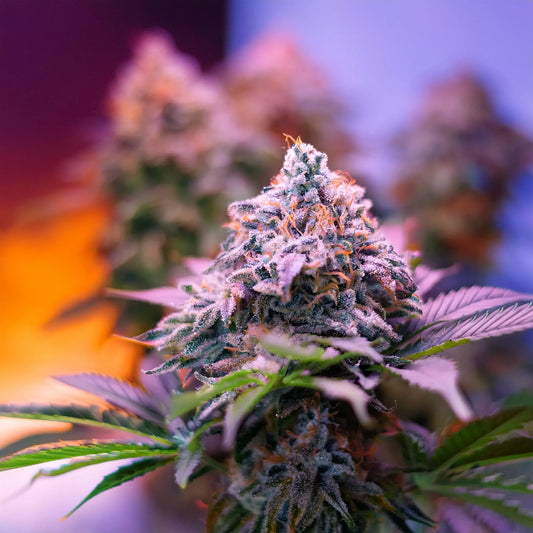 Ice Cream Cake THCA Hemp Flower – Exotic Indoor Grown (AAA-Grade) – AAA-grade, indoor-grown hand-trimmed cannabis buds – detail view | Hurcann