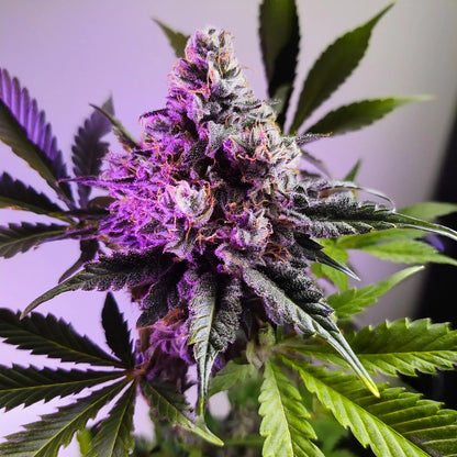 Gary Payton THCA Hemp Flower – Exotic Indoor Grown (AAA-Grade) – AAA-grade, indoor-grown hand-trimmed cannabis buds – detail view | Hurcann