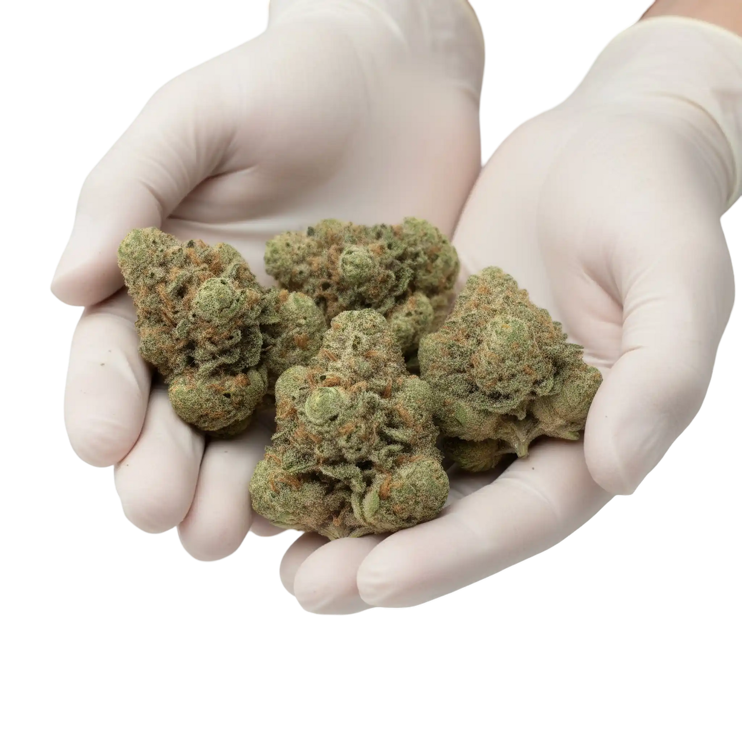 Gloves photo showing handled Zoap THCA hemp flower AAA grade for wholesale buyers, highlighting resinous buds, frosty trichomes, and high potency 33 percent THCA
