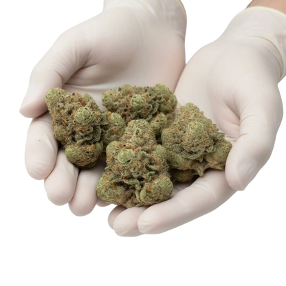 Gloves photo showing handled Zoap THCA hemp flower AAA grade for wholesale buyers, highlighting resinous buds, frosty trichomes, and high potency 33 percent THCA