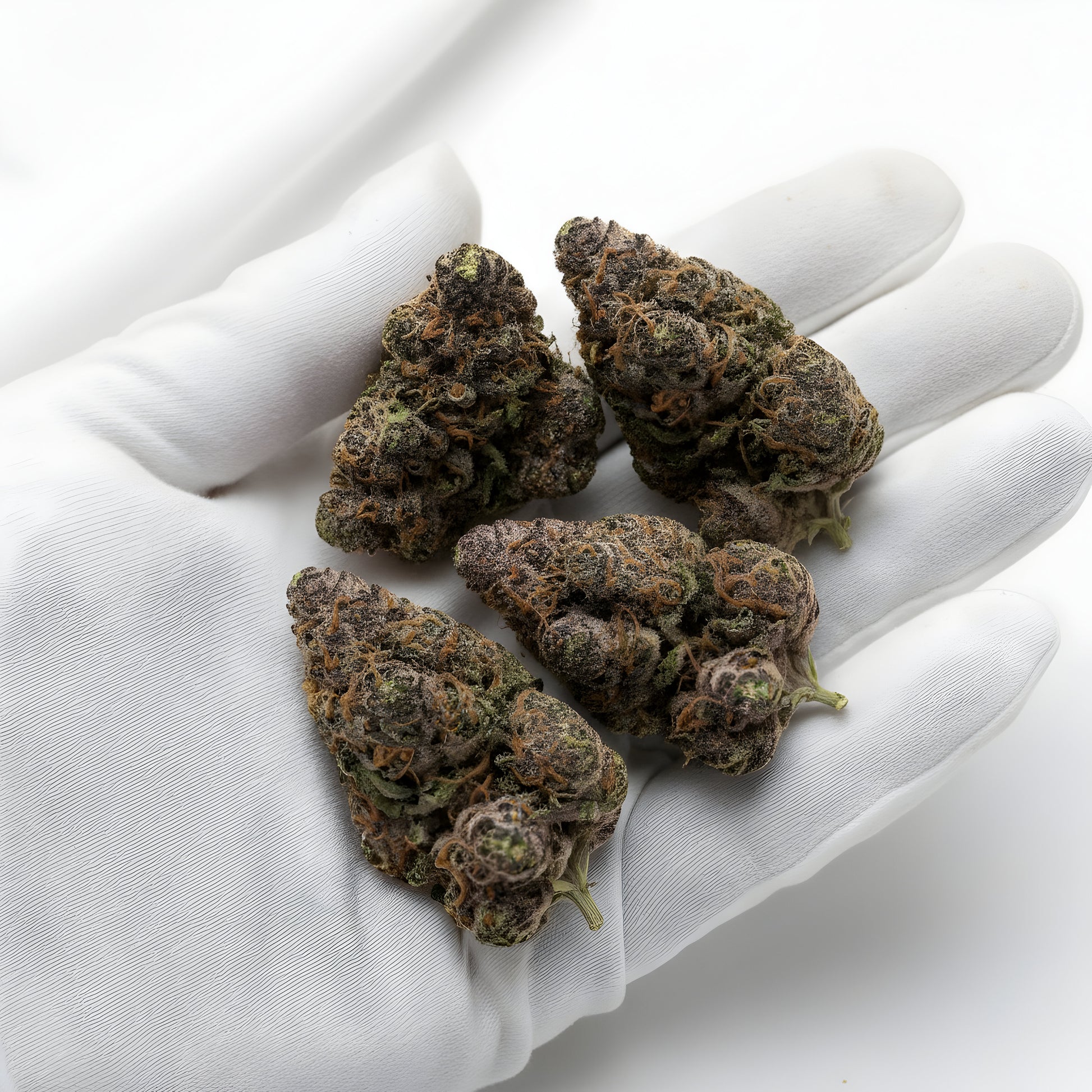 Gloves photo handling Candy Peaches THCa hemp flower AAA grade for wholesale, highlighting sticky sugary resin, amber pistils, and sweet peach candy aroma