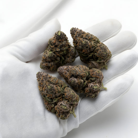 Gloves photo handling Candy Peaches THCa hemp flower AAA grade for wholesale, highlighting sticky sugary resin, amber pistils, and sweet peach candy aroma