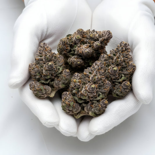 Gloves photo handling Grape Cherry Gelato THCA hemp flower AAA grade for wholesale, highlighting sticky resin coverage, orange hairs, and grape cherry vanilla aroma