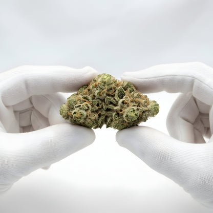 Gloves photo handling Key Lime Pie THCA hemp flower AA grade for wholesale, emphasizing compact structure and resin-rich trichomes