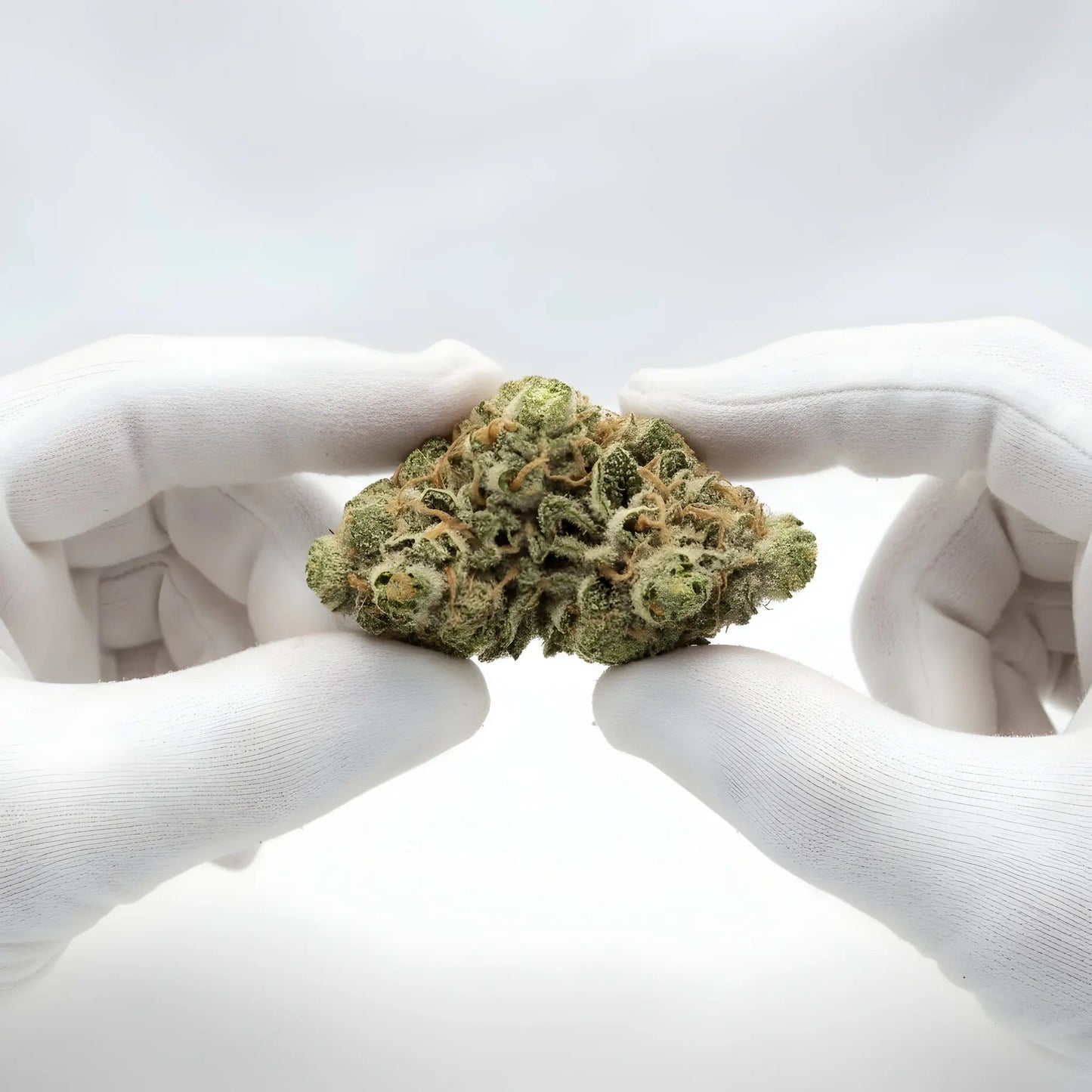 Gloves photo handling Key Lime Pie THCA hemp flower AA grade for wholesale, emphasizing compact structure and resin-rich trichomes | Hurcann