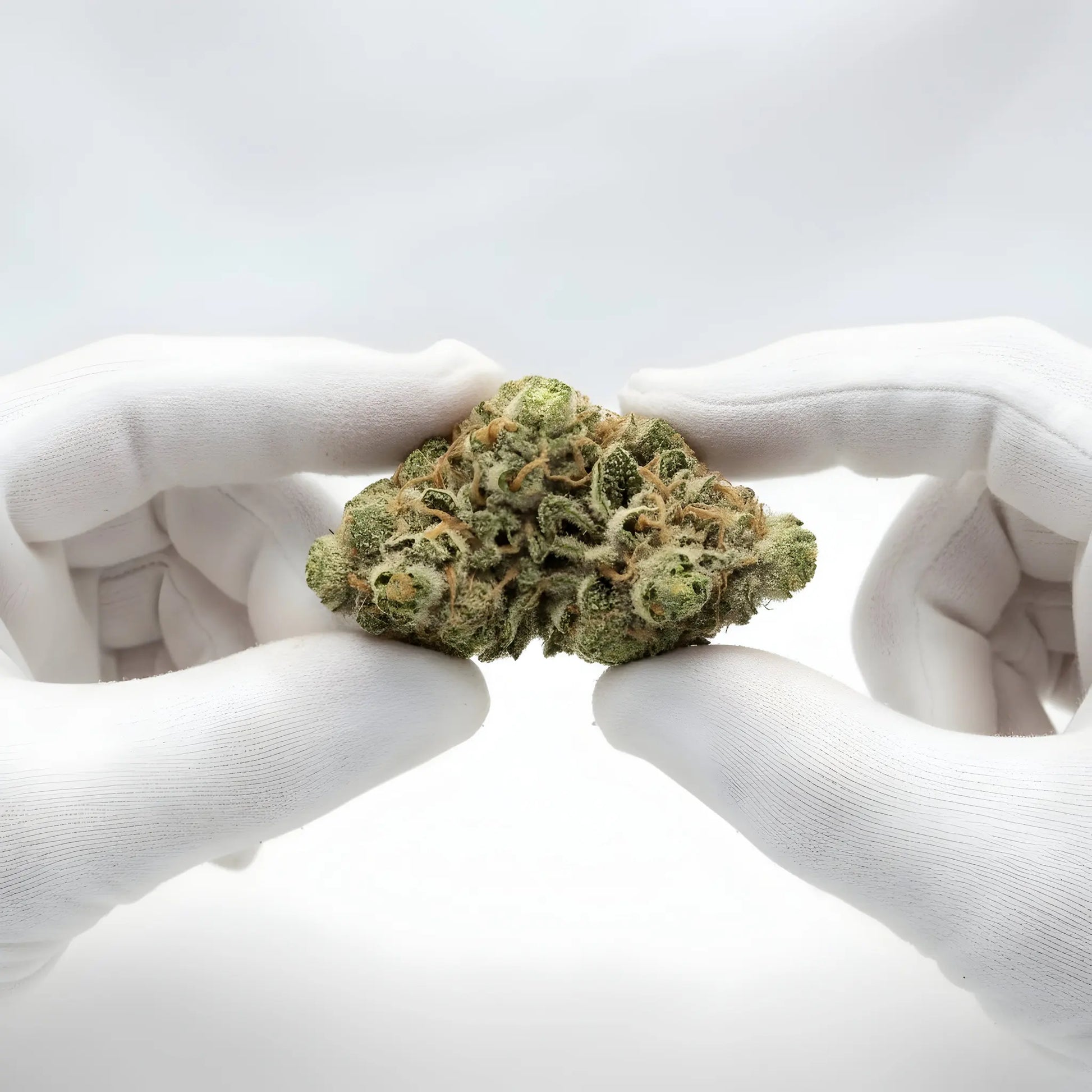Gloves photo handling Key Lime Pie THCA hemp flower AA grade for wholesale, emphasizing compact structure and resin-rich trichomes | Hurcann