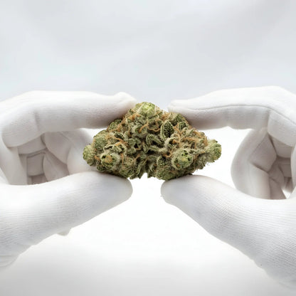 Gloves photo handling Key Lime Pie THCA hemp flower AA grade for wholesale, emphasizing compact structure and resin-rich trichomes | Hurcann