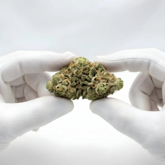 Gloves photo handling Key Lime Pie THCA hemp flower AA grade for wholesale, emphasizing compact structure and resin-rich trichomes | Hurcann