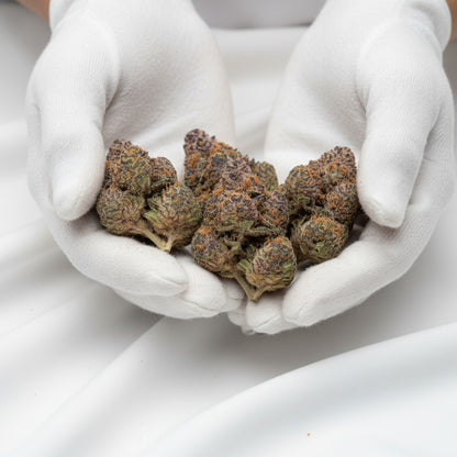 Each nug is dense yet fluffy, offering a truly photogenic display of hybrid perfection.