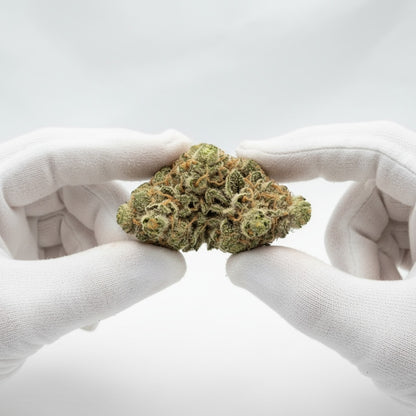 The structure is compact and resinous, showcasing premium quality.