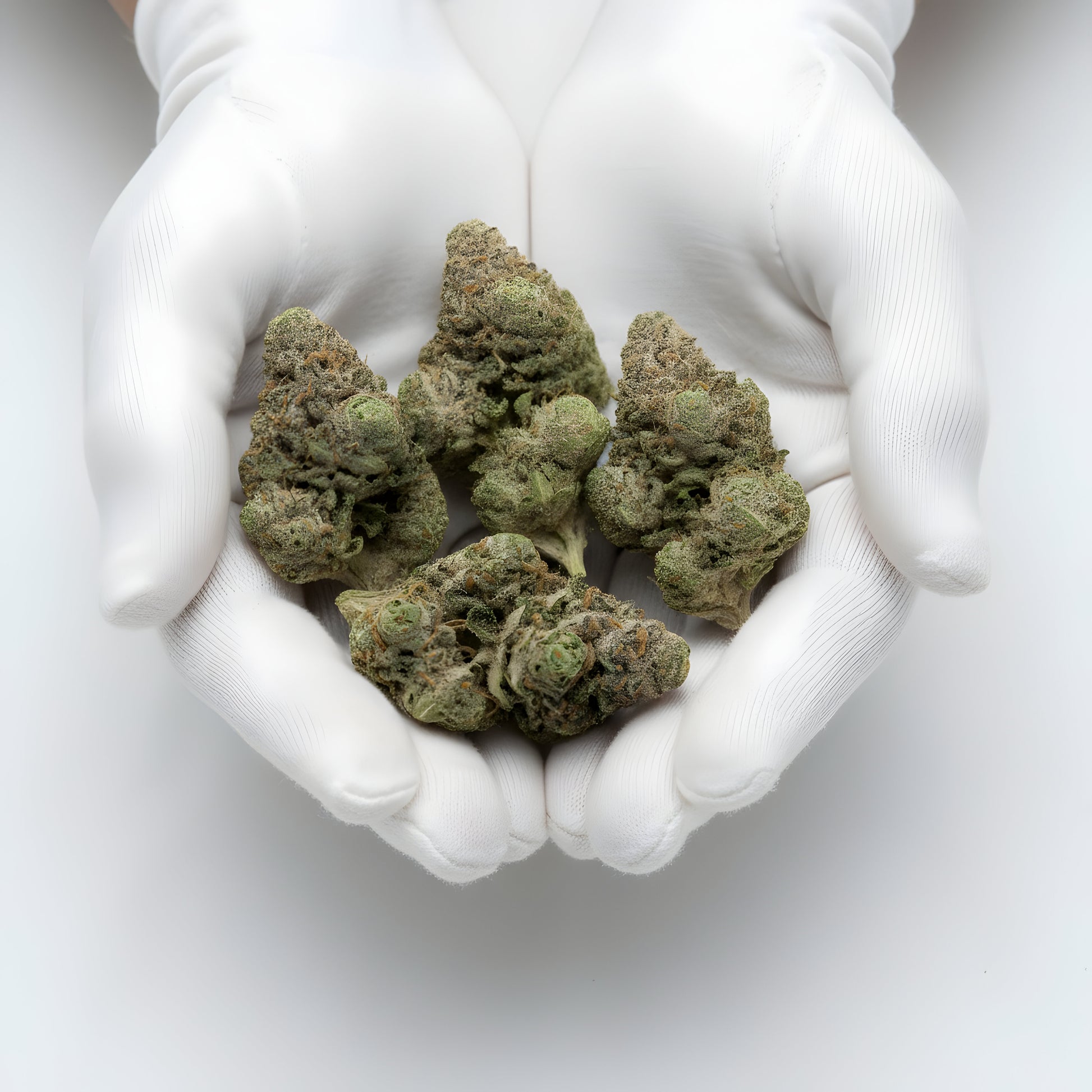 Gloves photo handling Jokerz THCA hemp flower AA grade for wholesale, highlighting sticky trichomes, creamy fuel aroma, and candy sweet notes